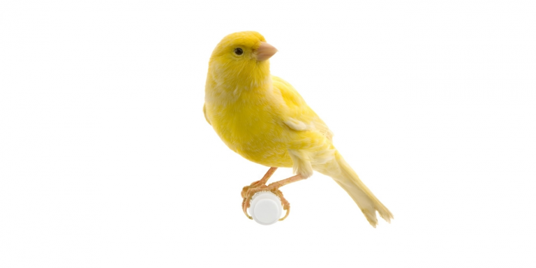 yellow canary on its perch in front of a white background